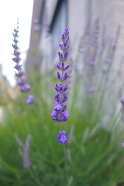 一张高大的薰衣草穗盛开的特写照片，在模糊的背景下展示了它充满活力的紫色花朵。图片下载