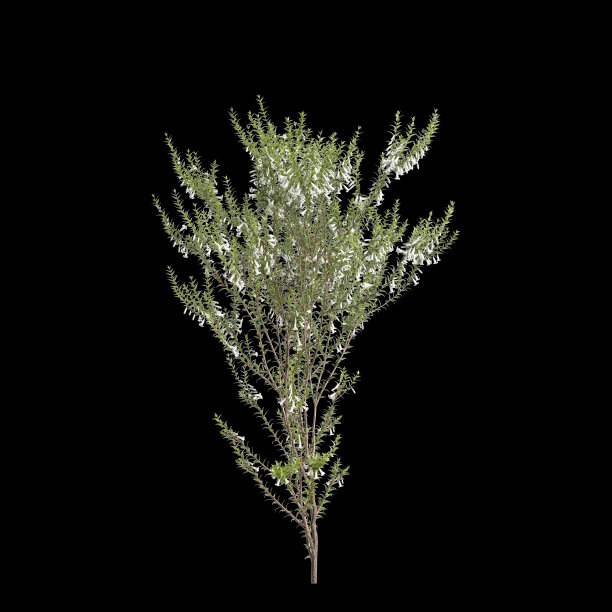 Epacris印象树的三维插图，孤立在黑色背景上图片下载