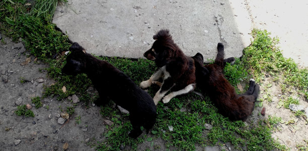 这是几只无家可归的小狗在夏天在户外晒太阳的全景照片。图片下载