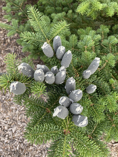 云杉球果图片下载