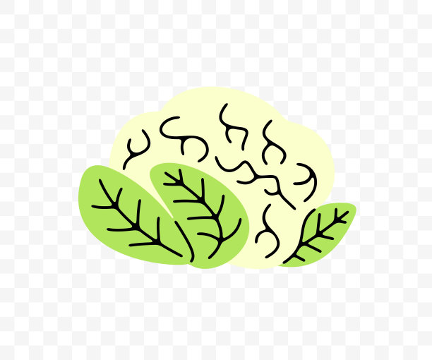 白菜，花椰菜和油菜，平面设计。蔬菜，水果，市场花园，食物和膳食，矢量设计和插图图片下载