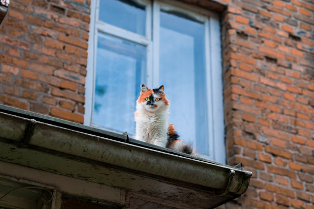 毛茸茸的猫看着相机肖像贫民窟后街外的地标性城市环境空间图片下载
