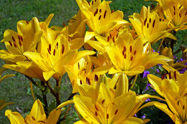 黄色的百合花。一束生长在夏日花园里的鲜花。园艺的概念图片下载