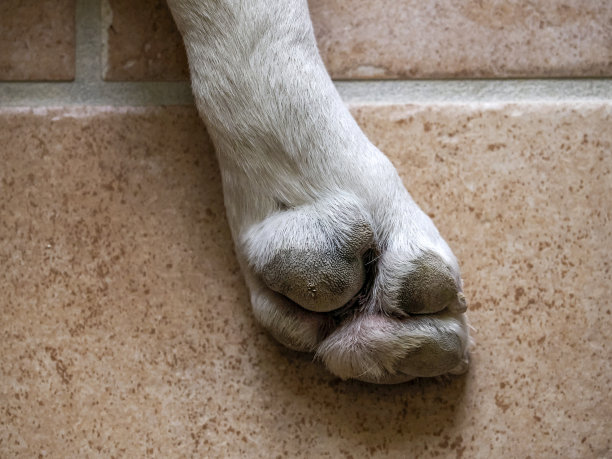 法国斗牛犬犬爪的细节图片下载