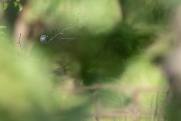 林地斑点捕蝇蝇的美术肖像(Muscicapa striata)图片下载