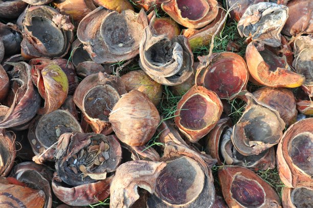 椰子纤维在阳光下晒干的照片。图像背景图片下载