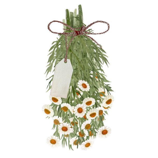 一束洋甘菊植物水彩与价格标签隔离在白色。高品质的手绘草药插图卡片，包装，油输液，民间医药配方和草药指南设计图片下载