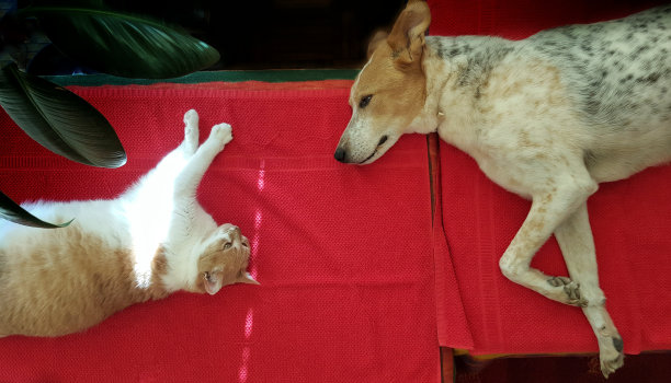 正上方的猫和狗在桌子上放松的照片图片下载