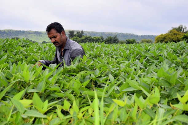 农民正在清除大豆田里的杂草图片下载