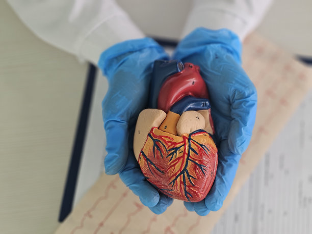 由医疗保健专业人员在医疗环境中持有的心脏的详细模型图片下载