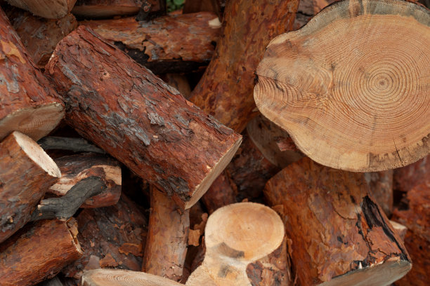 一堆树的部分切片树桩，原木末端，其他树干部分的墙纸背景。选择性对焦照片。图片下载