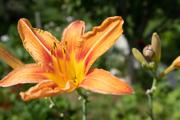 橙百合花，近一点。盛开的虎百合花生长出版，设计，海报，日历，邮政，屏幕保护程序，壁纸，明信片，卡片，横幅，封面，网站。高质量照片图片下载