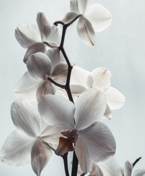 白色的兰花花在模糊的光背景。蝴蝶兰兰花用于出版物，海报，日历，帖子，屏幕保护程序，壁纸，明信片，横幅，封面。高质量照片图片下载