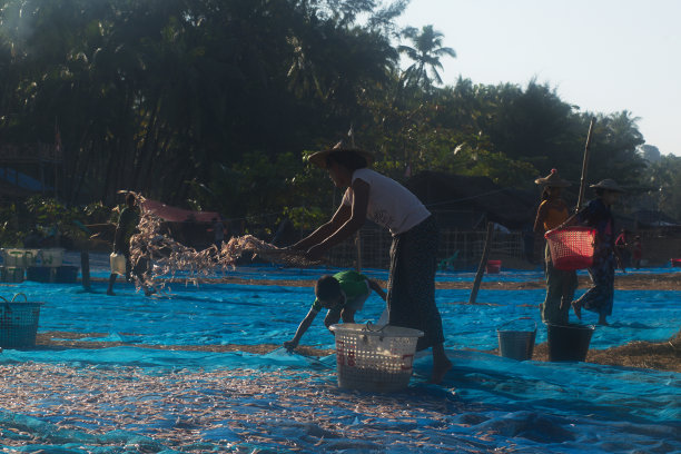 村民们提着水桶，把小鱼扔进沙滩上的网里晾干。图片下载
