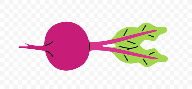 甜菜根，甜菜根，平面设计。蔬菜，水果，市场花园，食物和膳食，矢量设计和插图图片下载