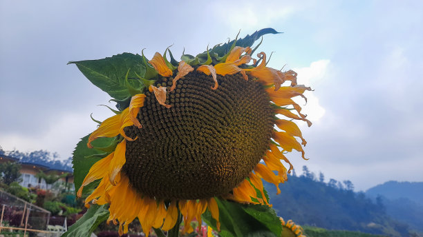 向日葵的特写展示了它充满活力的黄色花瓣和复杂的种子图案，在朦胧的蓝天和连绵起伏的山丘的宁静背景下图片下载