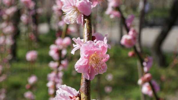 梅子花图片下载