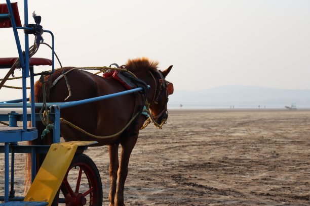 令人惊叹的日落摄影在穆拉德码头海滩和骑马图片下载