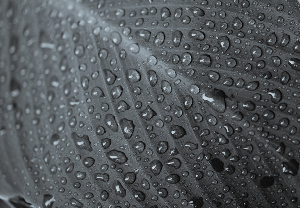 绿色背景的叶子上的水滴。宏观照片图片下载