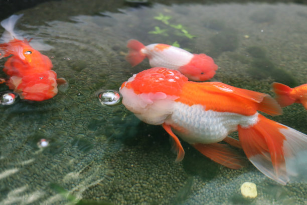 在水族鱼池里游泳的金鱼近景图片下载