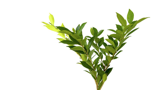 在白色背景上剪出的树顶叶子，带有剪切路径。图片下载