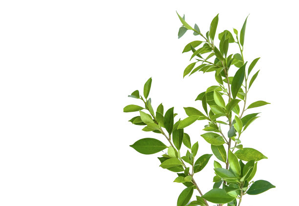 在白色背景上剪出的树顶叶子，带有剪切路径。图片下载