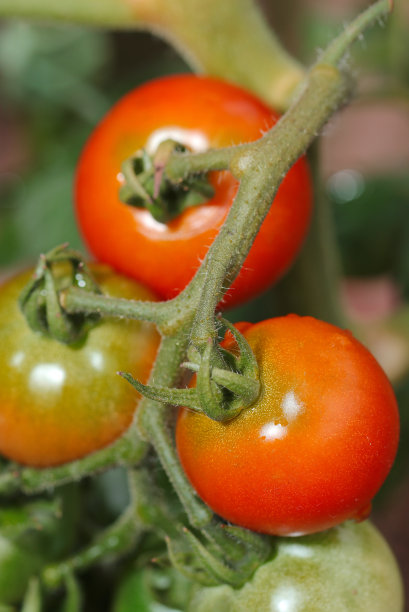 一束成熟的，光滑的水果西红柿，水滴接近收获时间(自然特写微距照片)图片下载