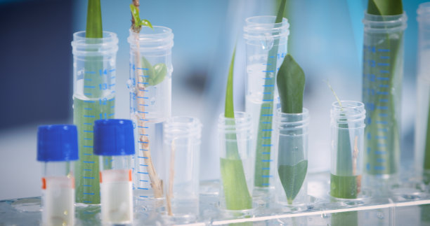 实验室试管中的绿色植物特写，象征着生物技术和基因研究。这张照片显示了在受控条件下研究的植物样本。图片下载