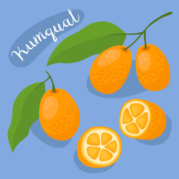 金橘。半块，切片和整块新鲜金橘。图片下载