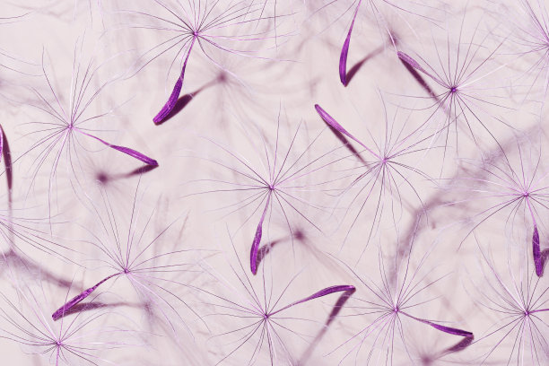自然抽象的球花种子，自然有机纹理自然背景。宏观纹理，柔和的紫色紫罗兰色唯美的照片与种子伞形，趋势植物设计图片下载