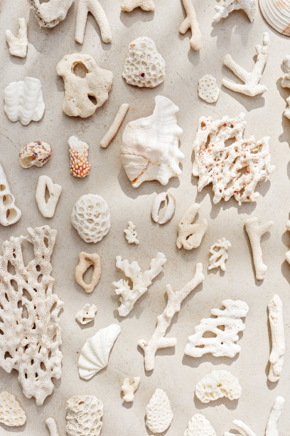 趋势模式从近景贝壳，珊瑚在沙质色调的背景。阳光下的最小照片。暑假概念，沙滩心情。航海的设计。俯视图自然美学垂直静物图片下载