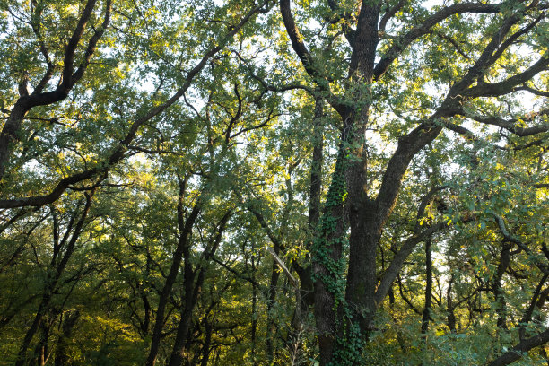 森林景观。夏季仙女森林与明亮的阳光透过树木照射出版物，海报，日历，屏幕保护程序，壁纸，帖子，横幅，封面。高质量照片图片下载