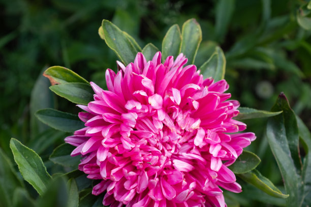 粉红色紫菀花蕾在模糊的绿色背景上，特写。明亮的紫菀花用于出版，设计，海报，日历，邮政，屏幕保护程序，壁纸，明信片，封面，网站。高质量照片图片下载