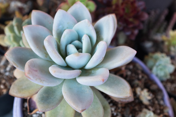 一个大的多肉，俯视图。Echeveria莲座出版物，海报，日历，邮政，屏幕保护程序，壁纸，明信片，横幅，封面，网站。高质量照片图片下载