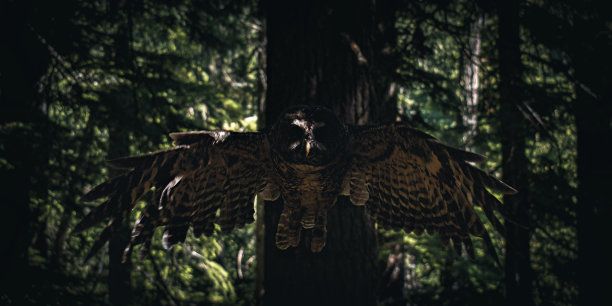 北方斑点猫头鹰图片下载