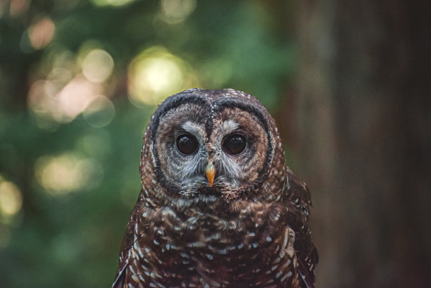 北方斑点猫头鹰图片下载