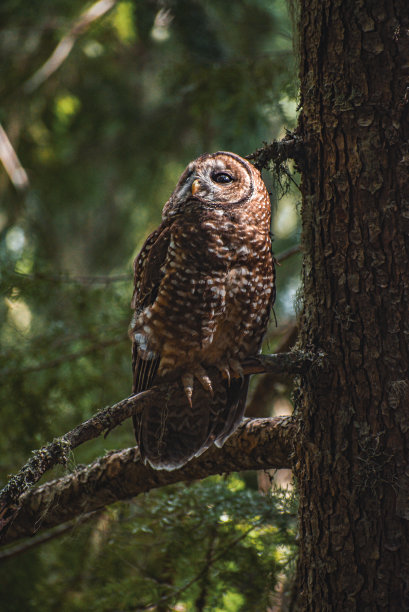 北方斑点猫头鹰图片下载