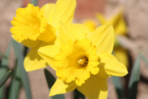 明亮的黄色水仙花盛开在花坛北部图片下载