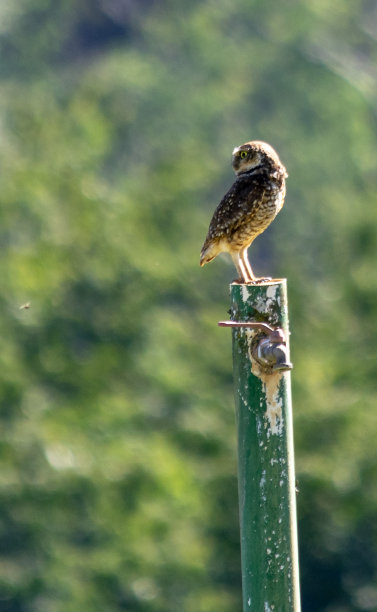 猫头鹰图片下载