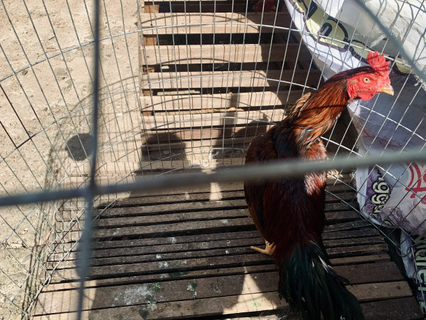 一只公鸡在人行道上的笼子里图片下载
