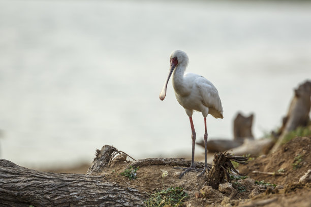 南非克鲁格国家公园的非洲琵鹭图片下载