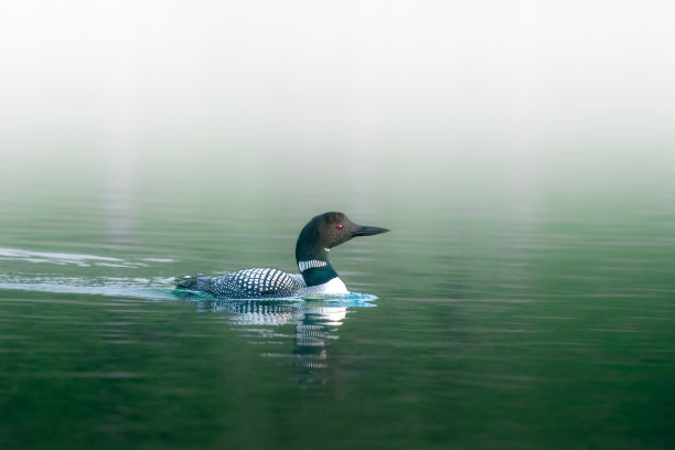 普通潜鸟图片下载