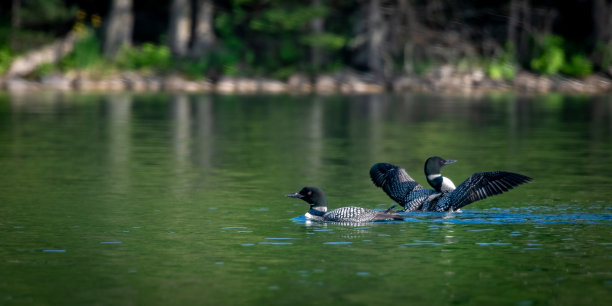 普通潜鸟图片下载