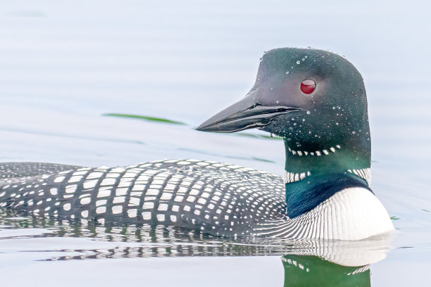 普通潜鸟图片下载