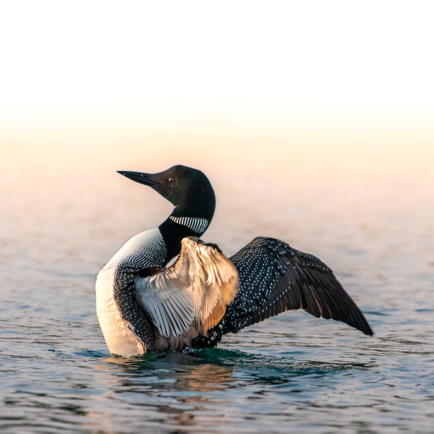普通潜鸟图片下载