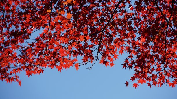 日本秋天的枫叶:红枫季节图片下载