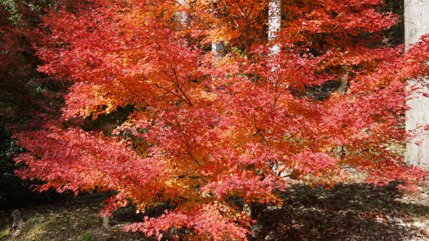 日本秋天的枫叶:红枫季节图片下载