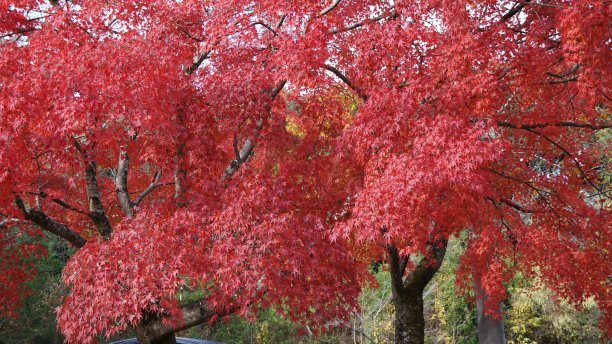 日本秋天的枫叶:红枫季节图片下载