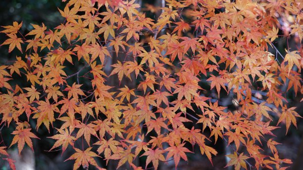 日本秋天的枫叶:红枫季节图片下载