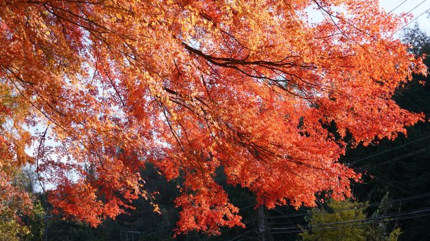日本秋天的枫叶:红枫季节图片下载